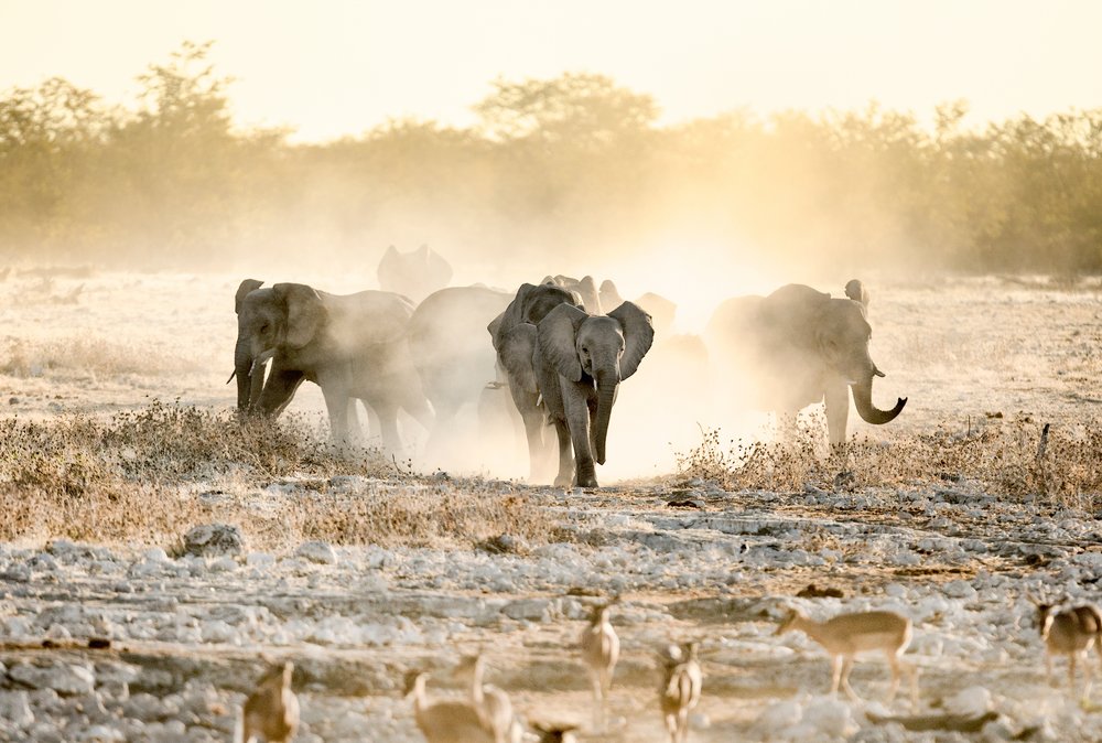 Young elephants in dust, Namibia