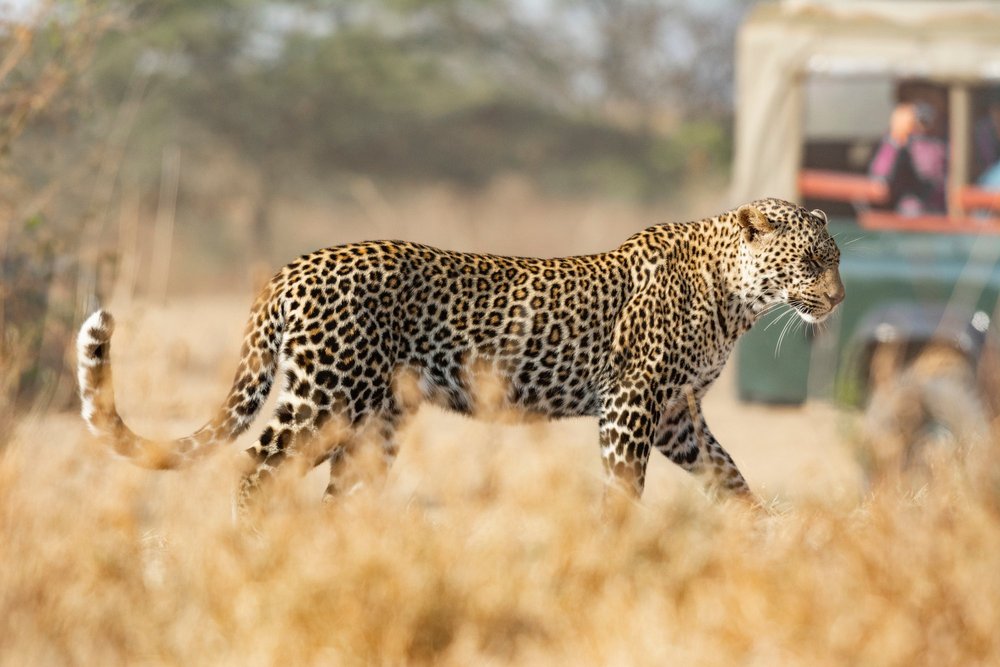 Leopard walking near game drive vehicle