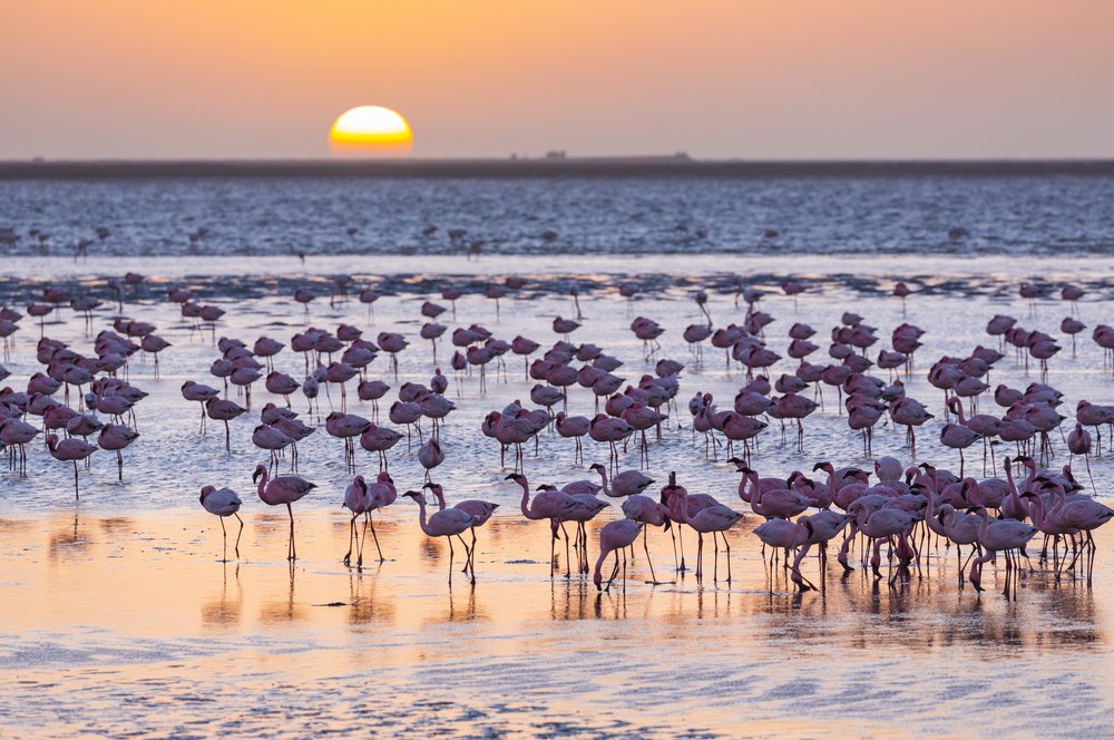 Walvis-Bay - Flamingo-Sunset (1).jpeg