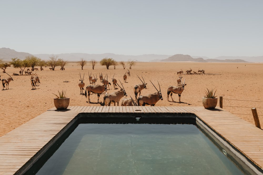 Kwessi Dunes luxury lodge pool and oryxes