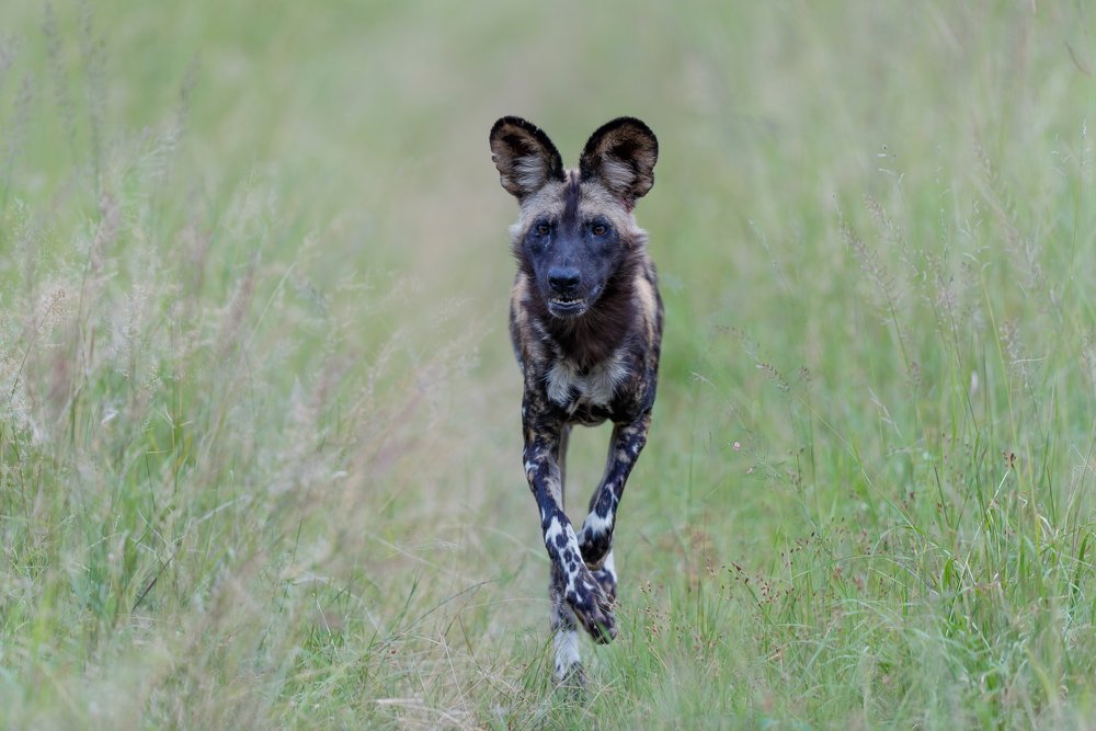 wild dog in Manyeleti Reserve, South Africa 