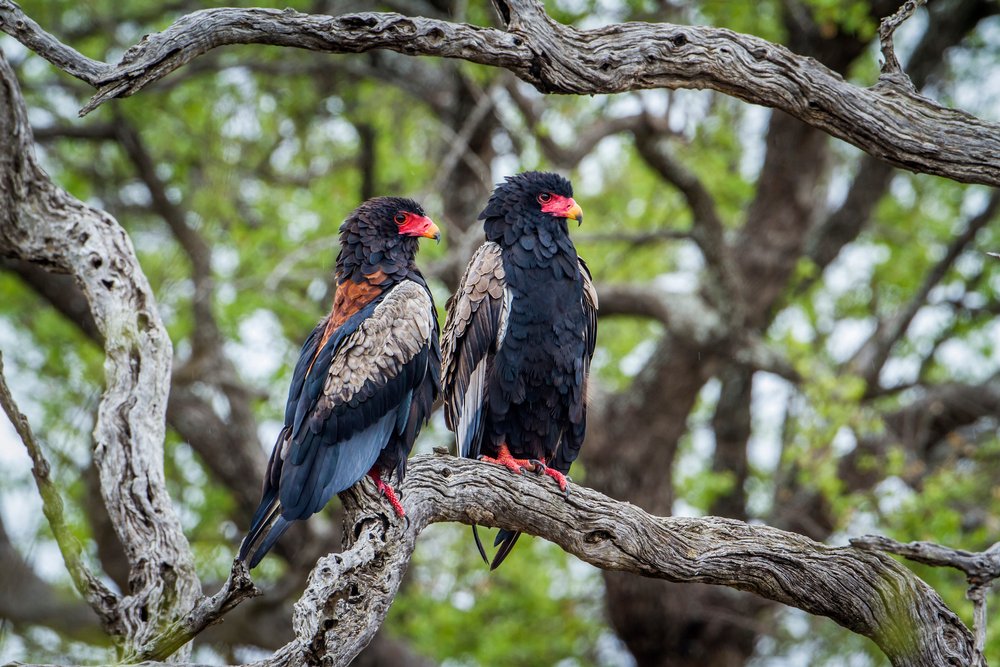 bataleur eagles in Kruger National Park