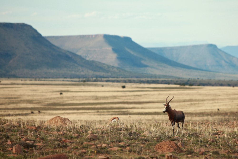 Antelope in South Africa with mountain backdrop