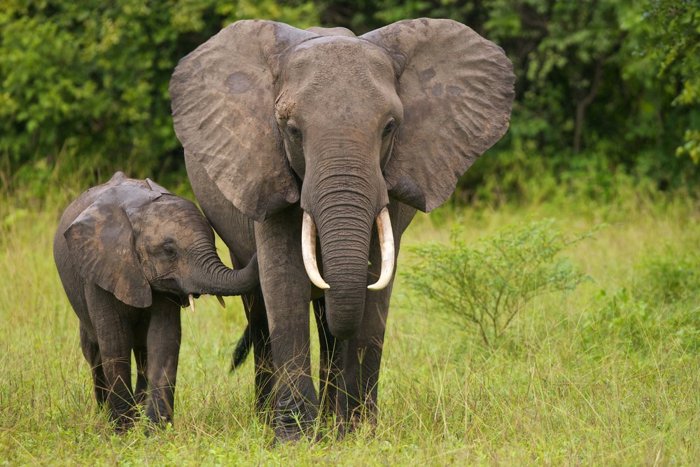 an elephant and calf in South Africa