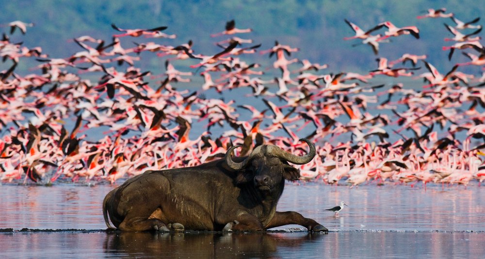 a buffalo and flamingoes in East Africa
