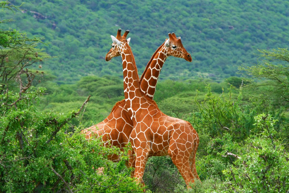 2 giraffes in Kenya