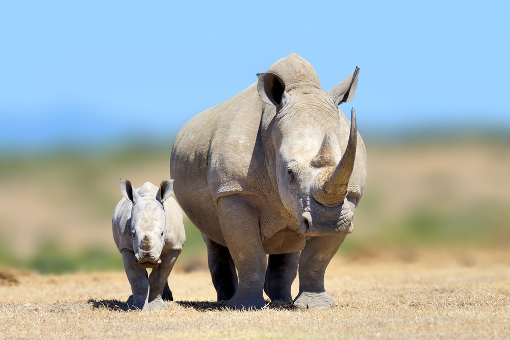 a rhino and calf in Etosha, Namibia