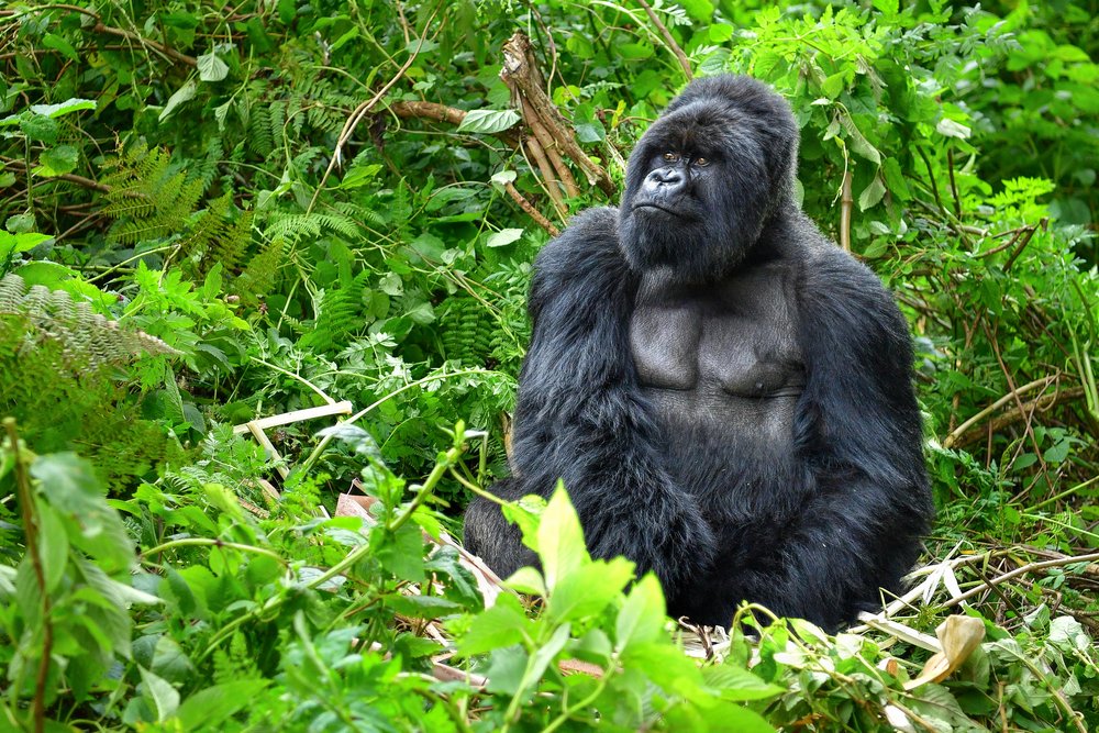 a gorilla in Rwanda