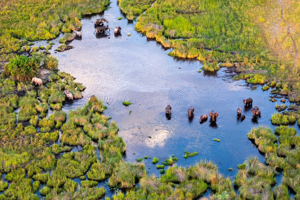 An aerial photograph of elephants and the Okavango Delta, Botswana
