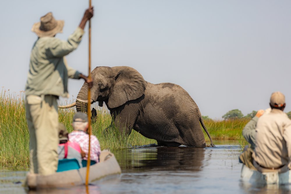 an elephant crossing a waterway in the Okavango Delta, Botswana as tourists and guides in a mokoro watch 