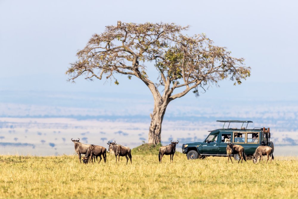 a classic safari game drive in East Africa