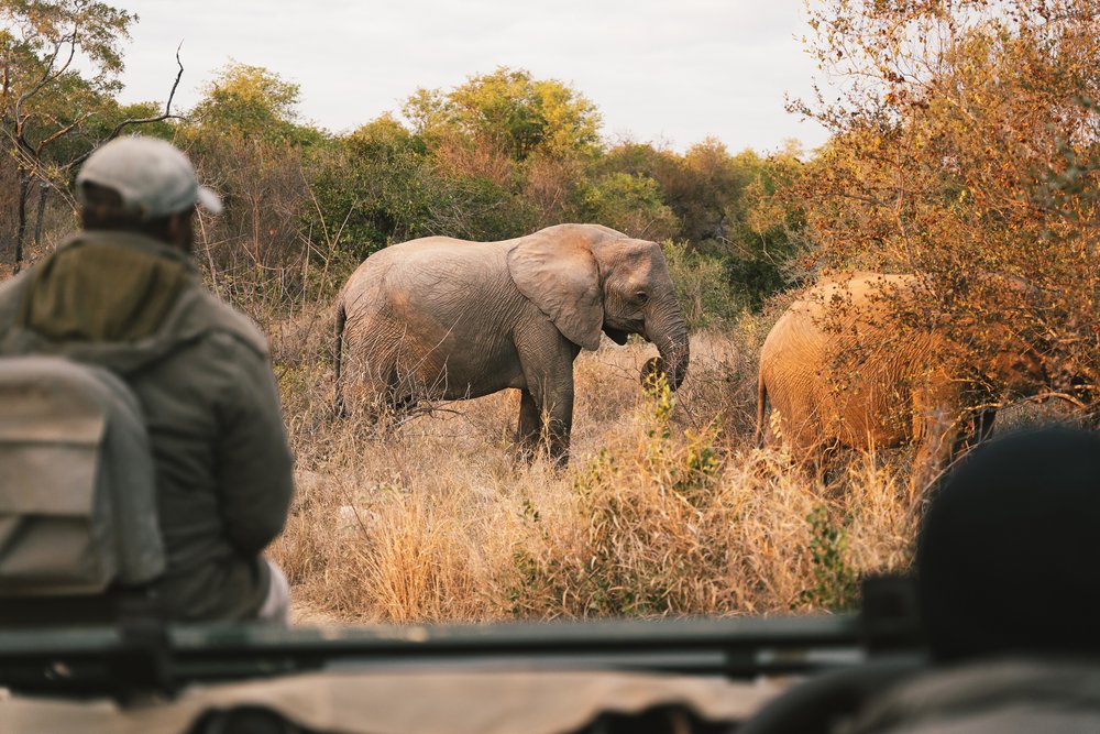 A game drive in the Kruger