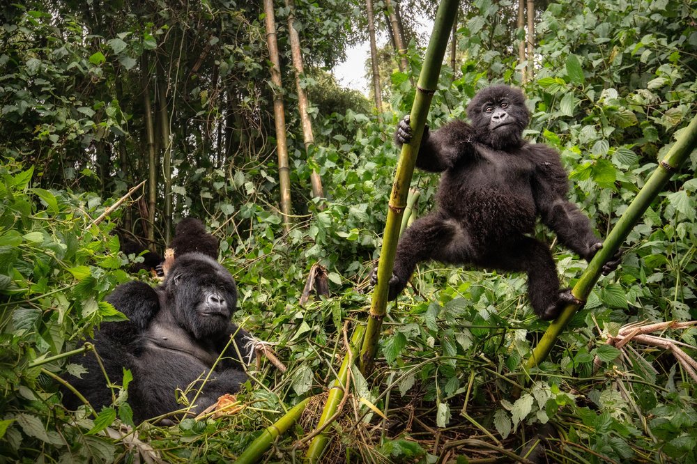 Gorilla's in Rwanda