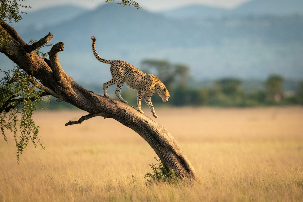 A cheetah in the Serengeti