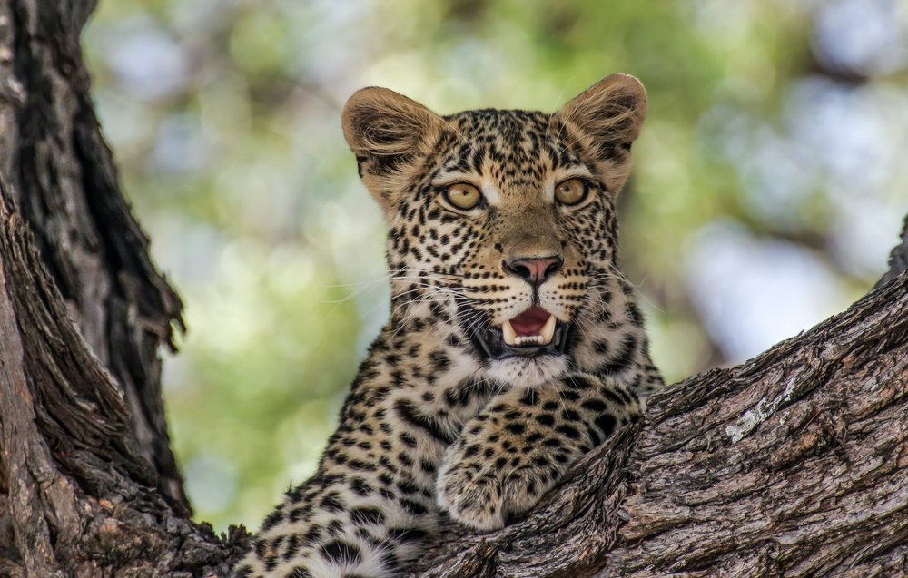 A leopard in Zambia