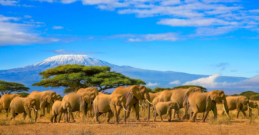 Elephants in Kenya