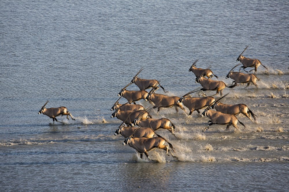 Gemsbok running along the Makgadikgadi Salt Pans, Botswana by Natural Selection