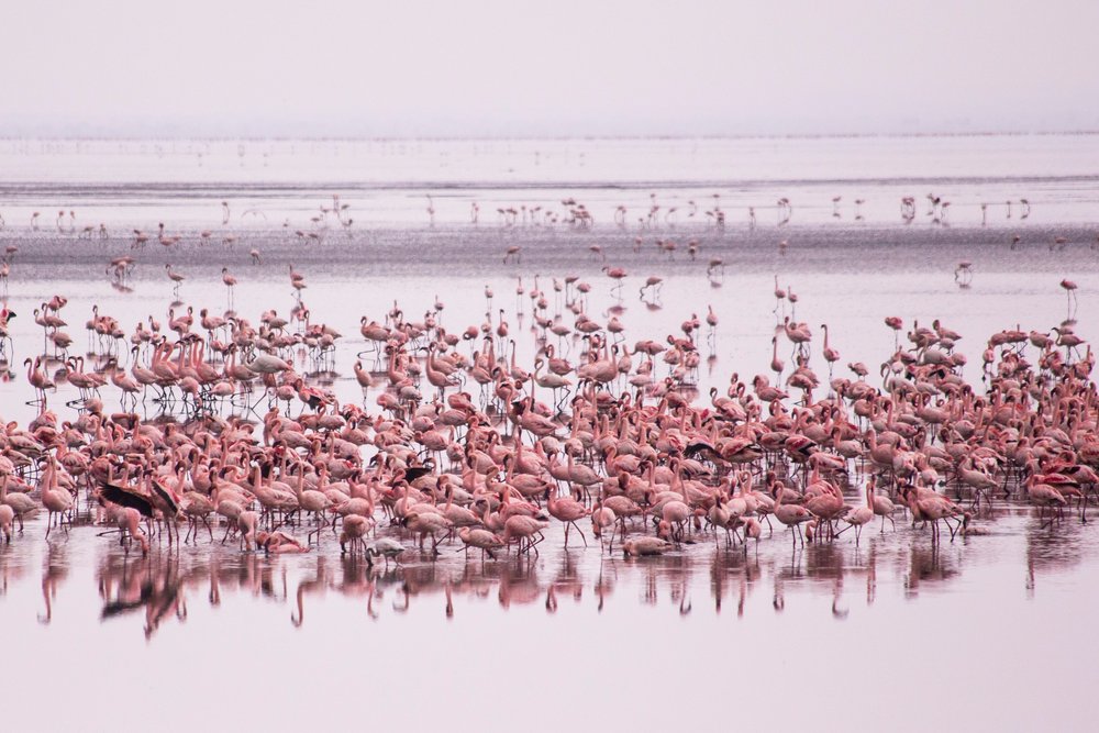 Flamingoes in Lake Eyasi, Tanzania