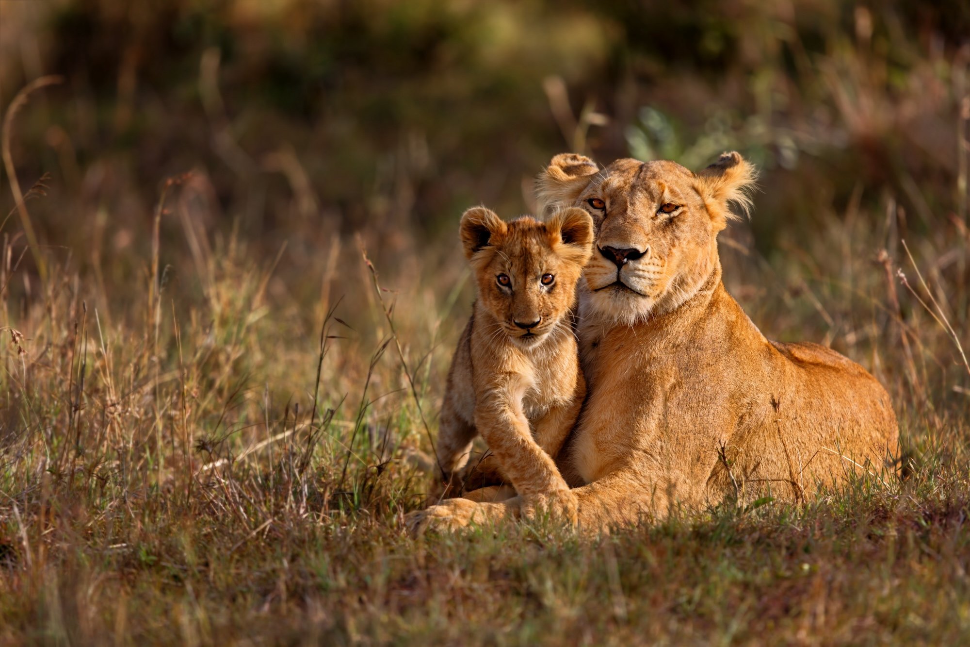 Lioness and cub, Kenya.jpeg