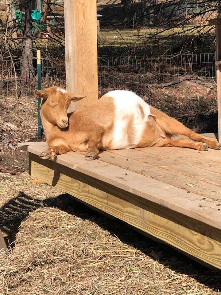 Pregnant Lily sunbathing