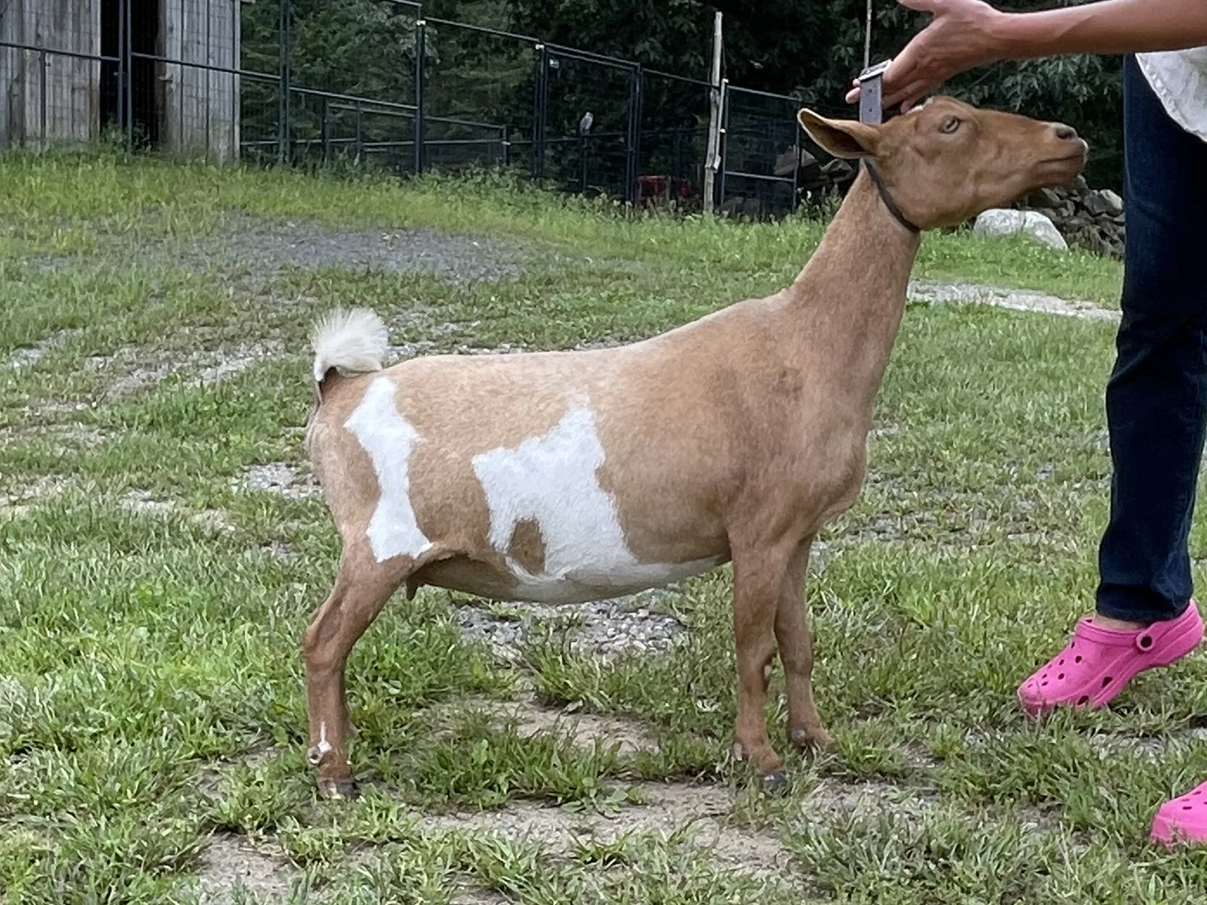 Lily @ 2 years old, DRY