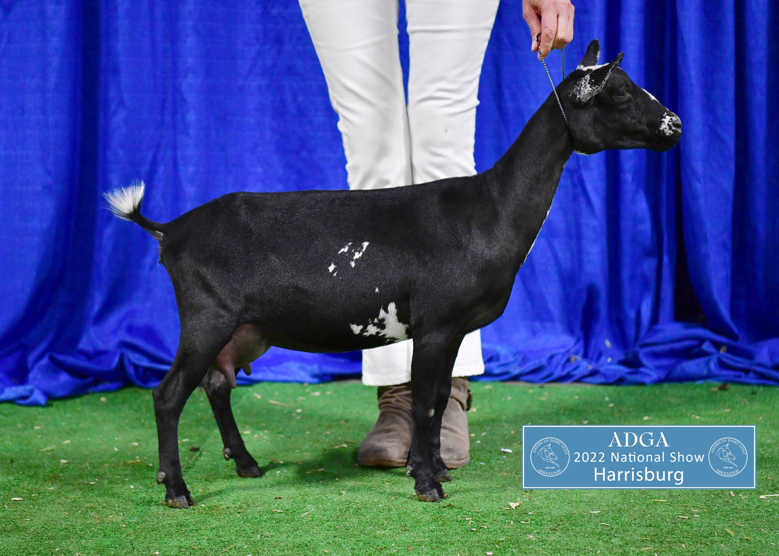 ADGA Nationals 19th Place Yearling Milker