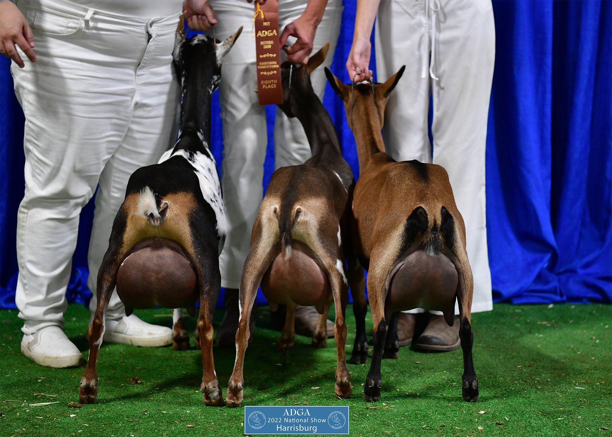 8th Place GET OF SIRE 2022 ADGA National Show