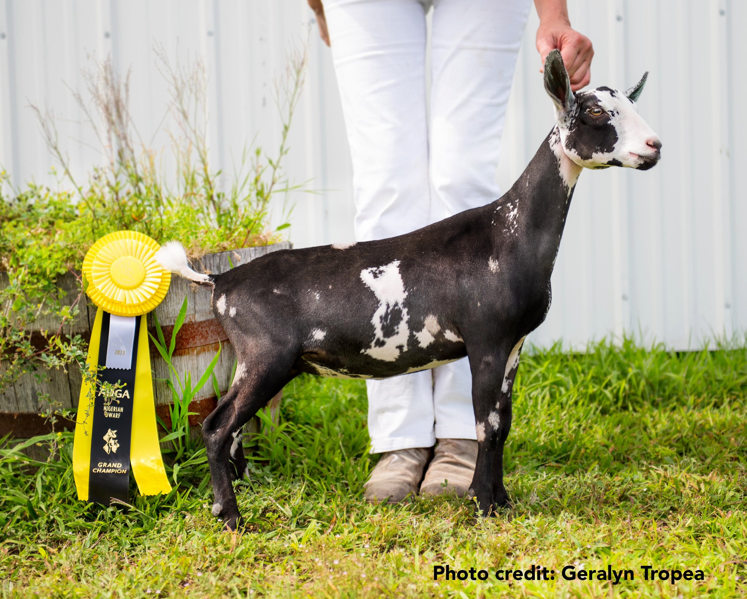 Fancy Jane @ 4 months old: Grand Champion at her first show