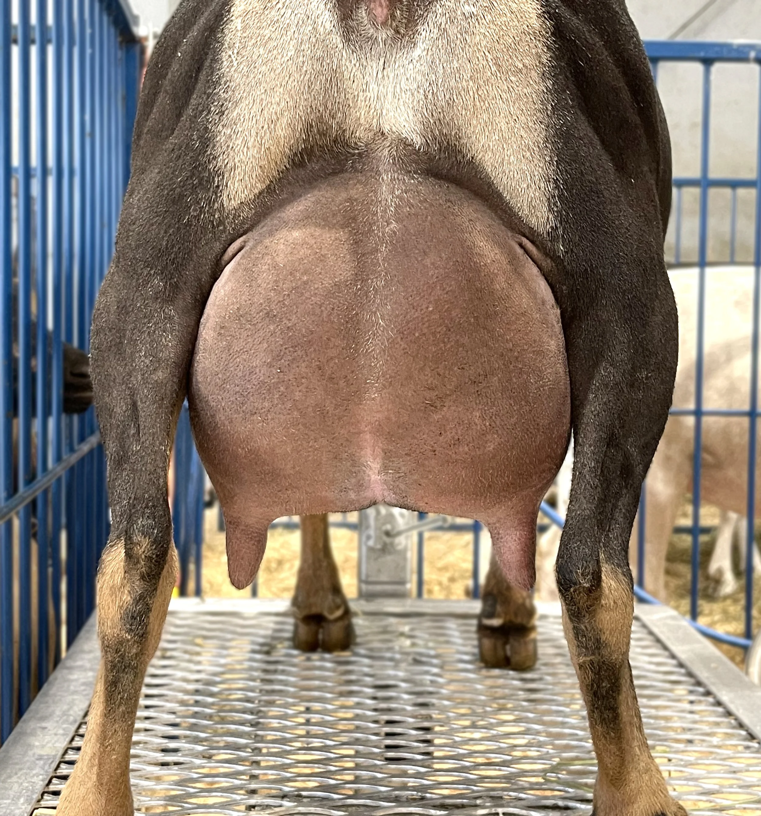 Dam