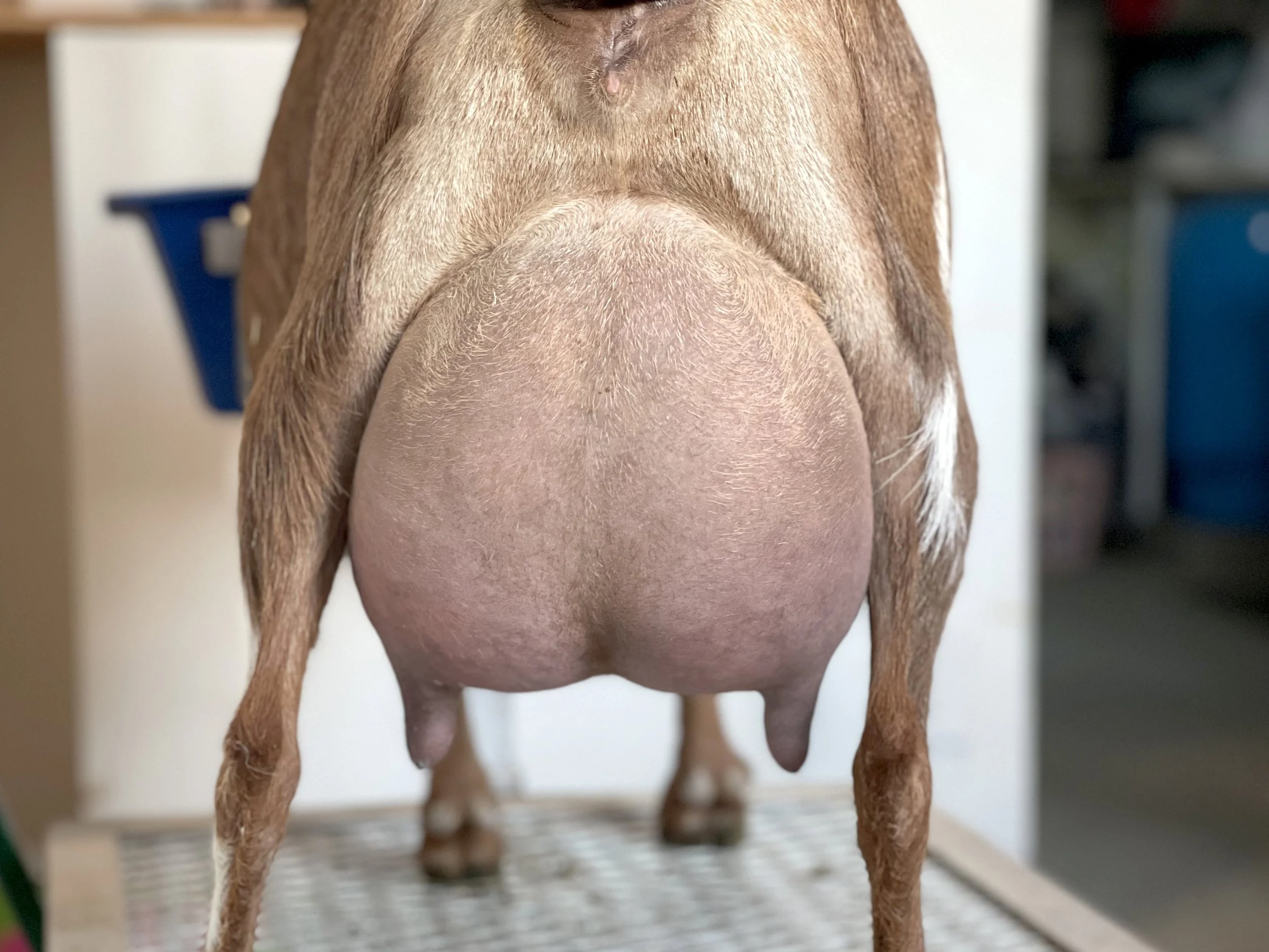 DAM