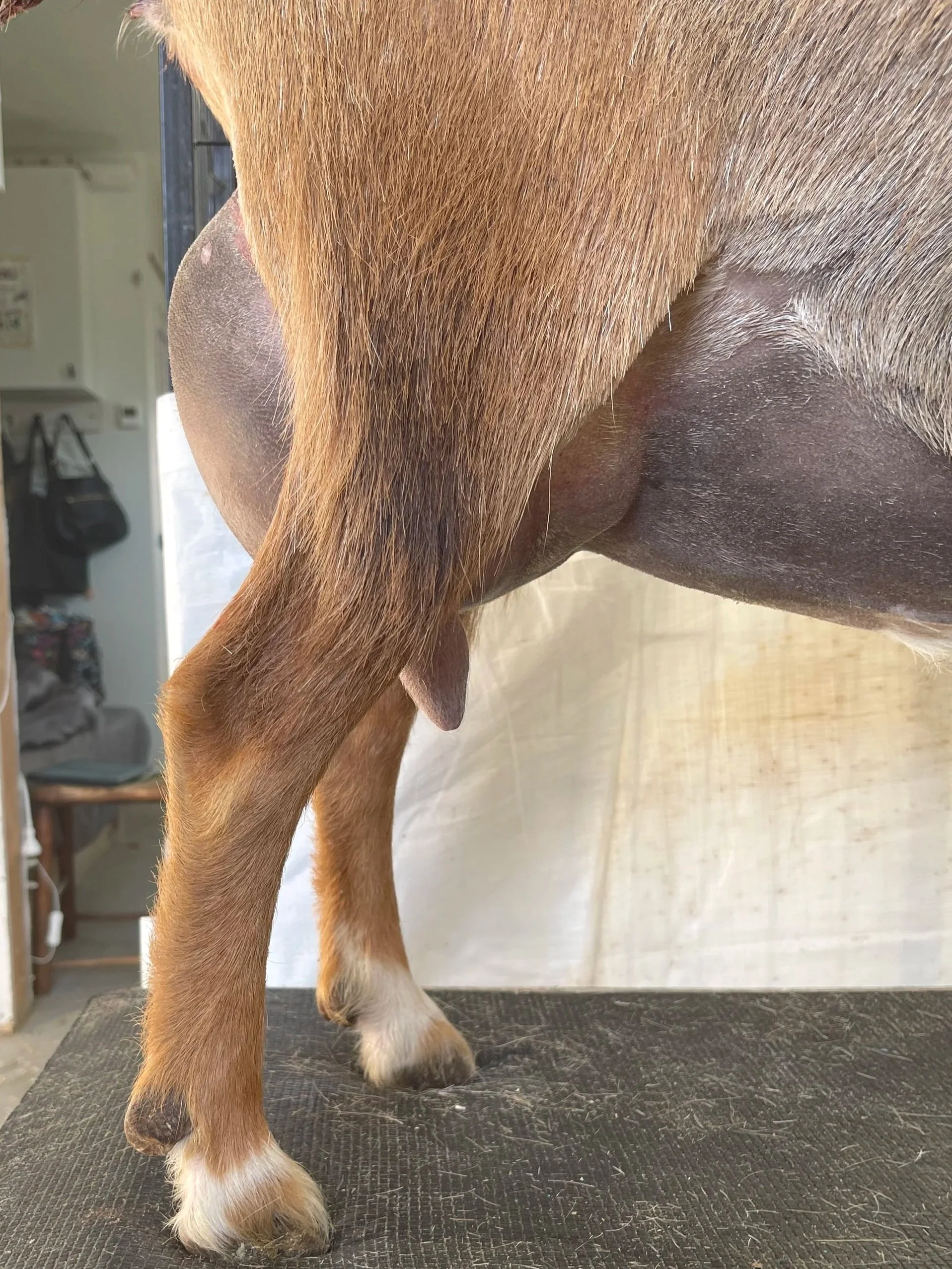 2F udder, 2 weeks fresh