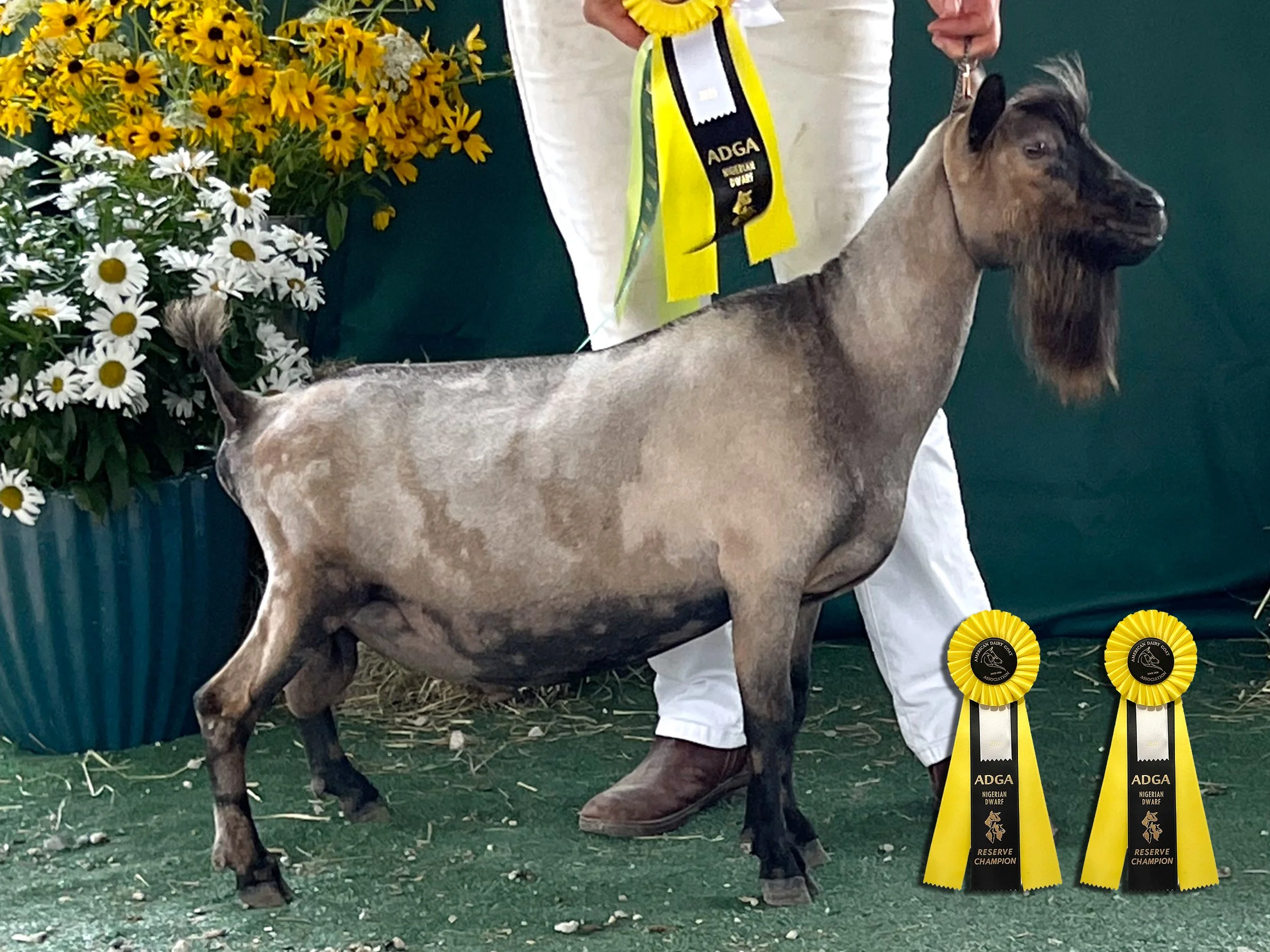 RoyalSHOW_2025.jpg