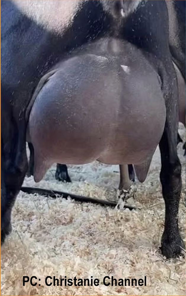 2024UDDER_LSS_Christanie.png