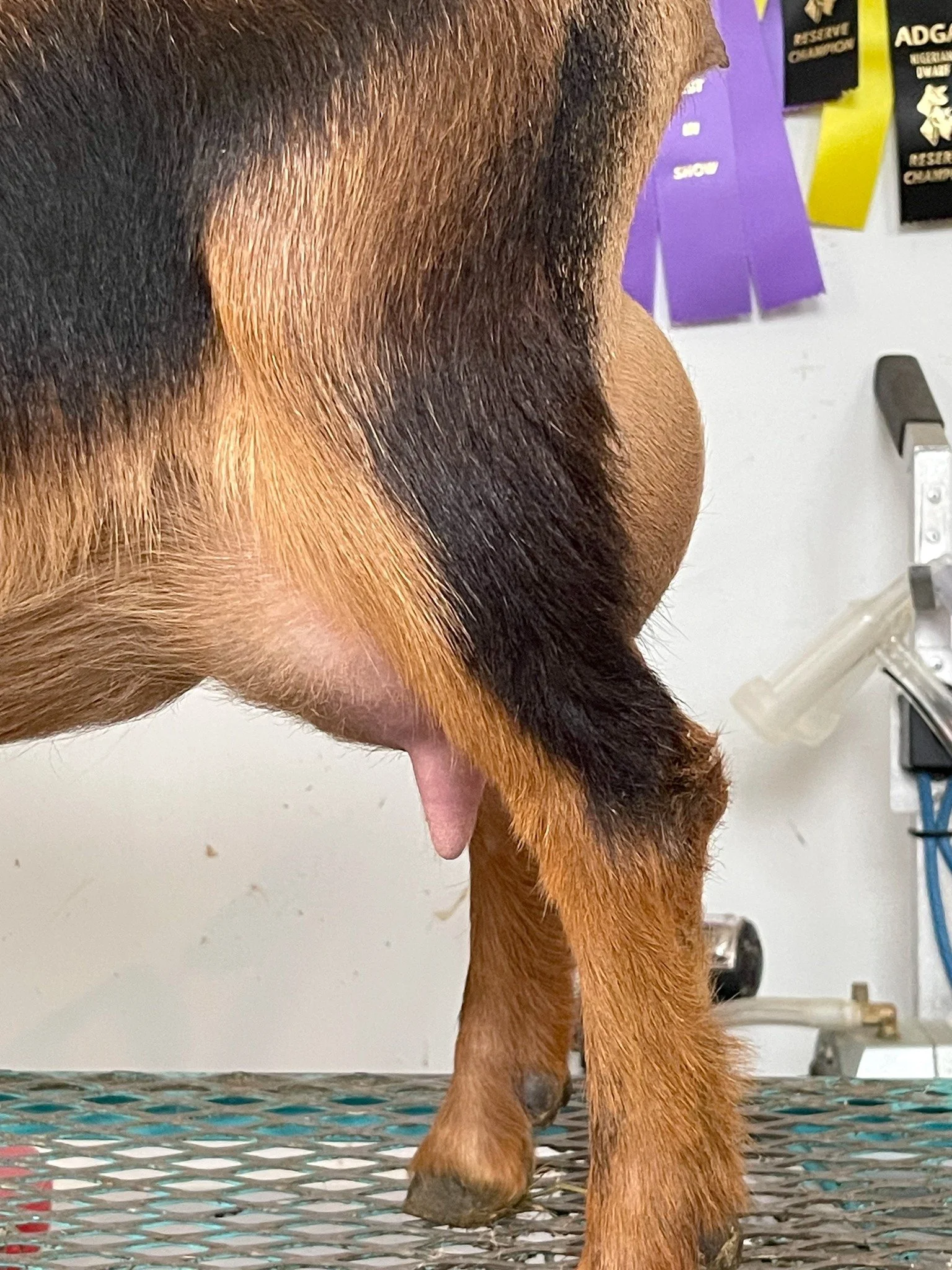 First Fresh udder 2 weeks fresh