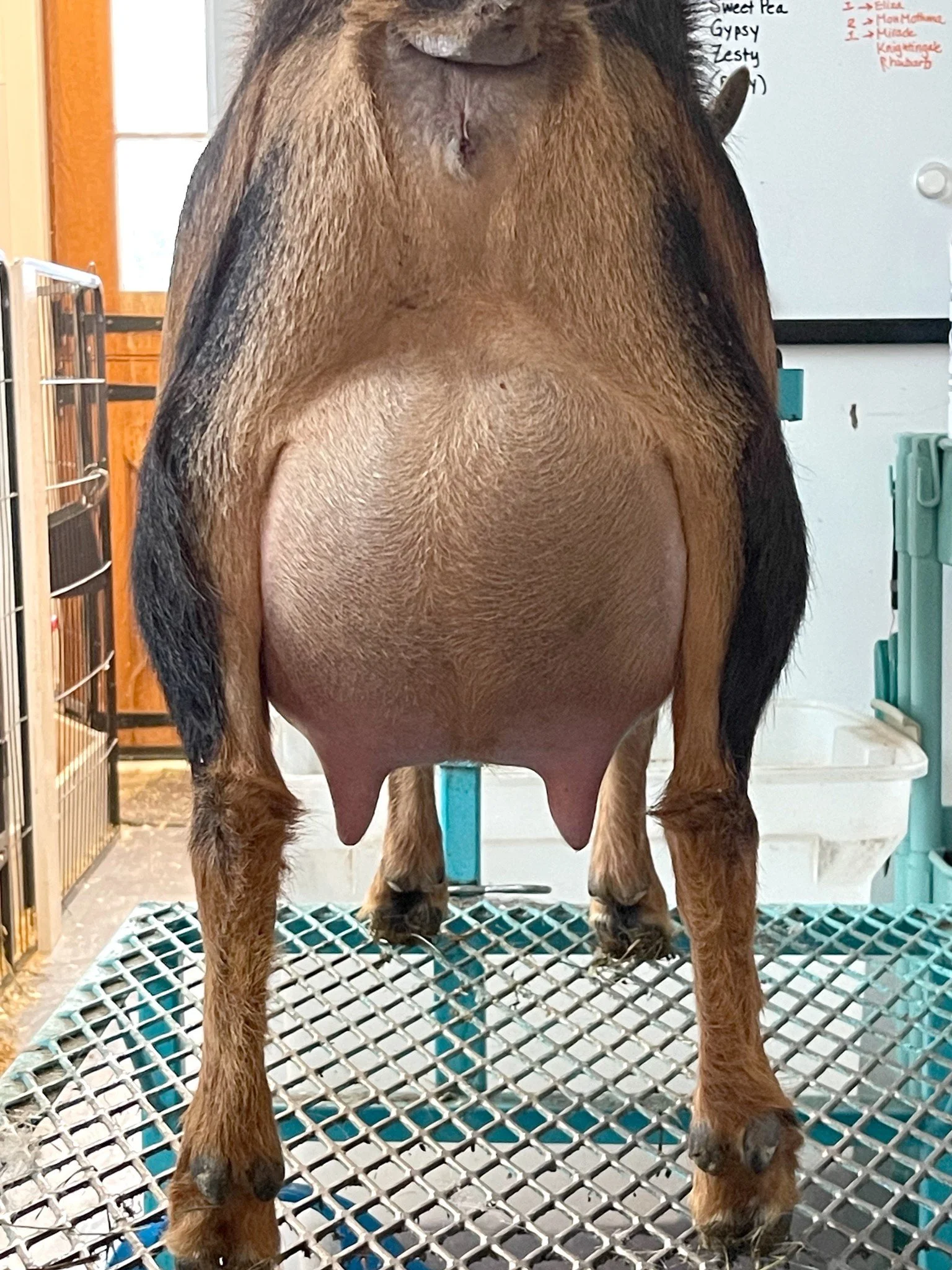 First Fresh udder 2 weeks fresh