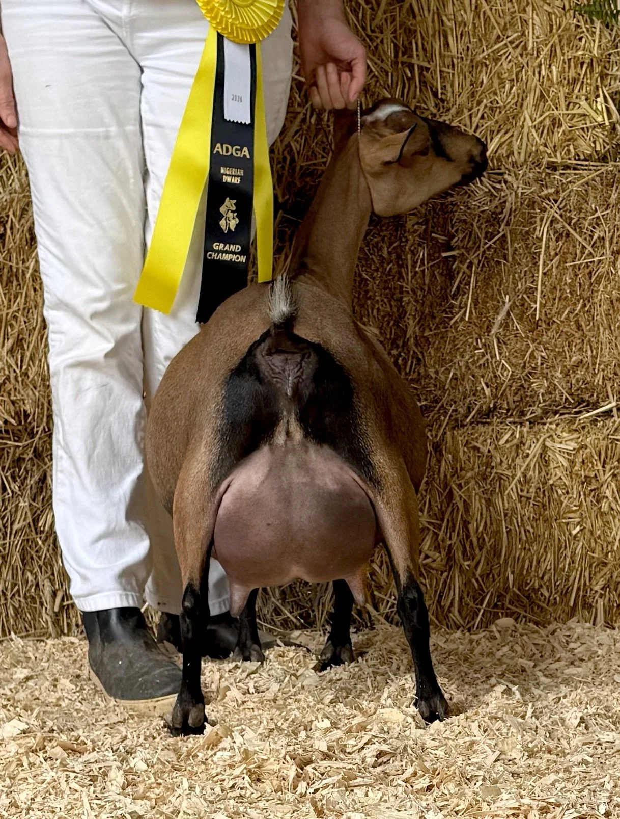 3F, Grand Champion, 2026 Nutmeg Classic