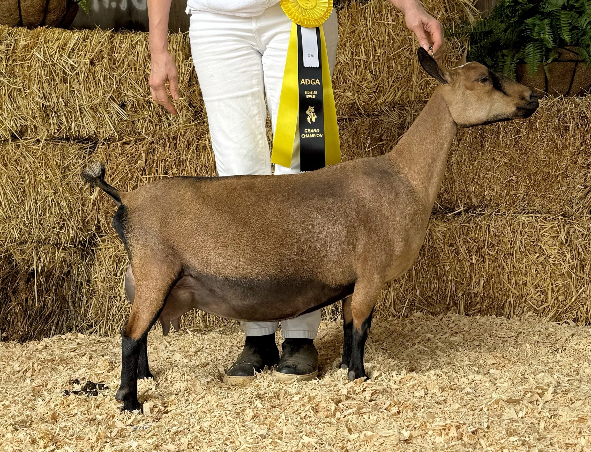 3F, Grand Champion, 2026 Nutmeg Classic