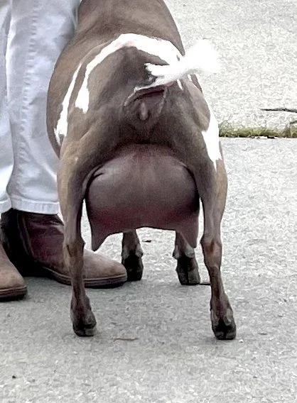 WidowFFudder.jpg