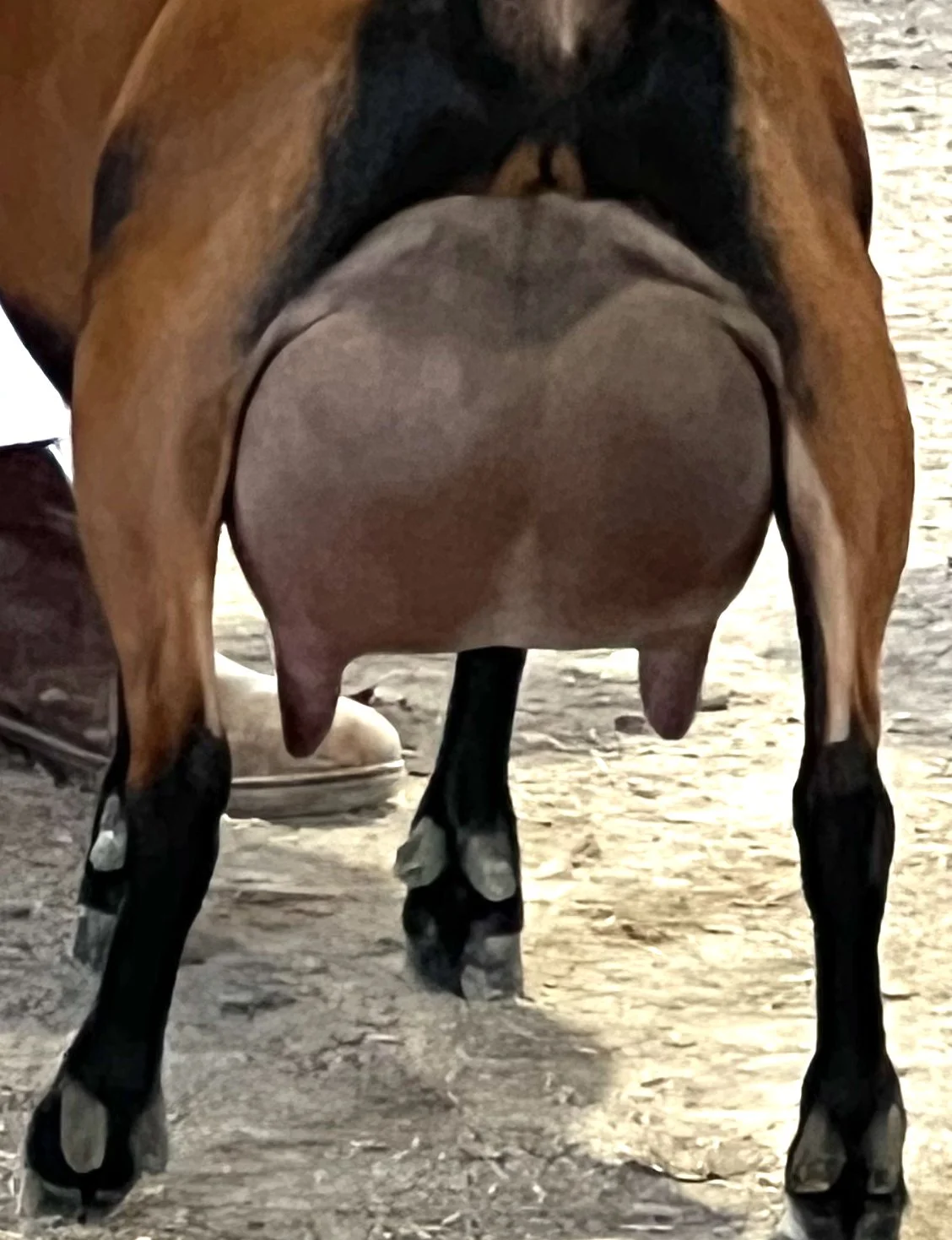 26udderclose.jpg