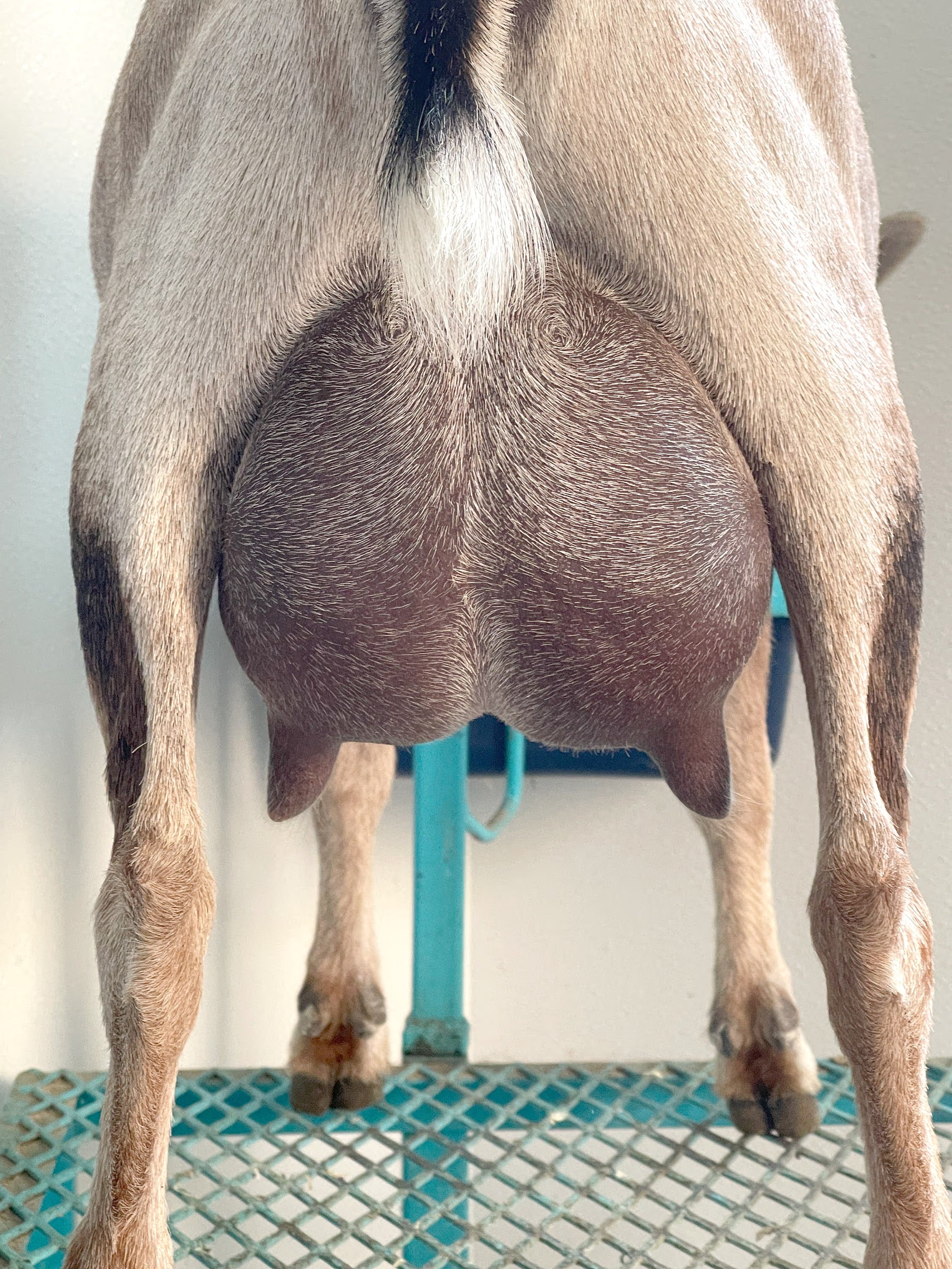 FF udder, in process of drying off, not full