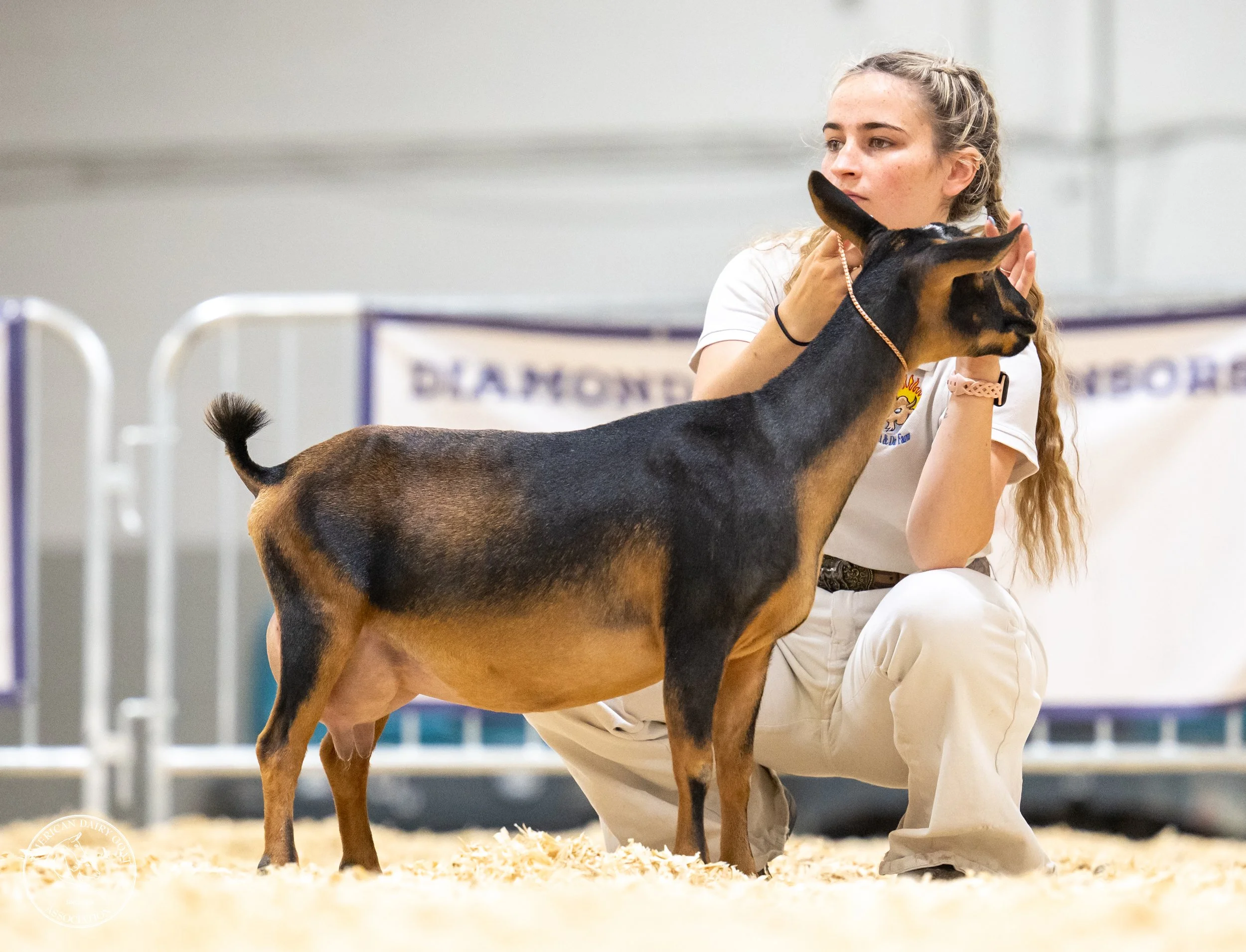 ADGA26_sr-yearling-ndwarf_CW_-4127.jpg