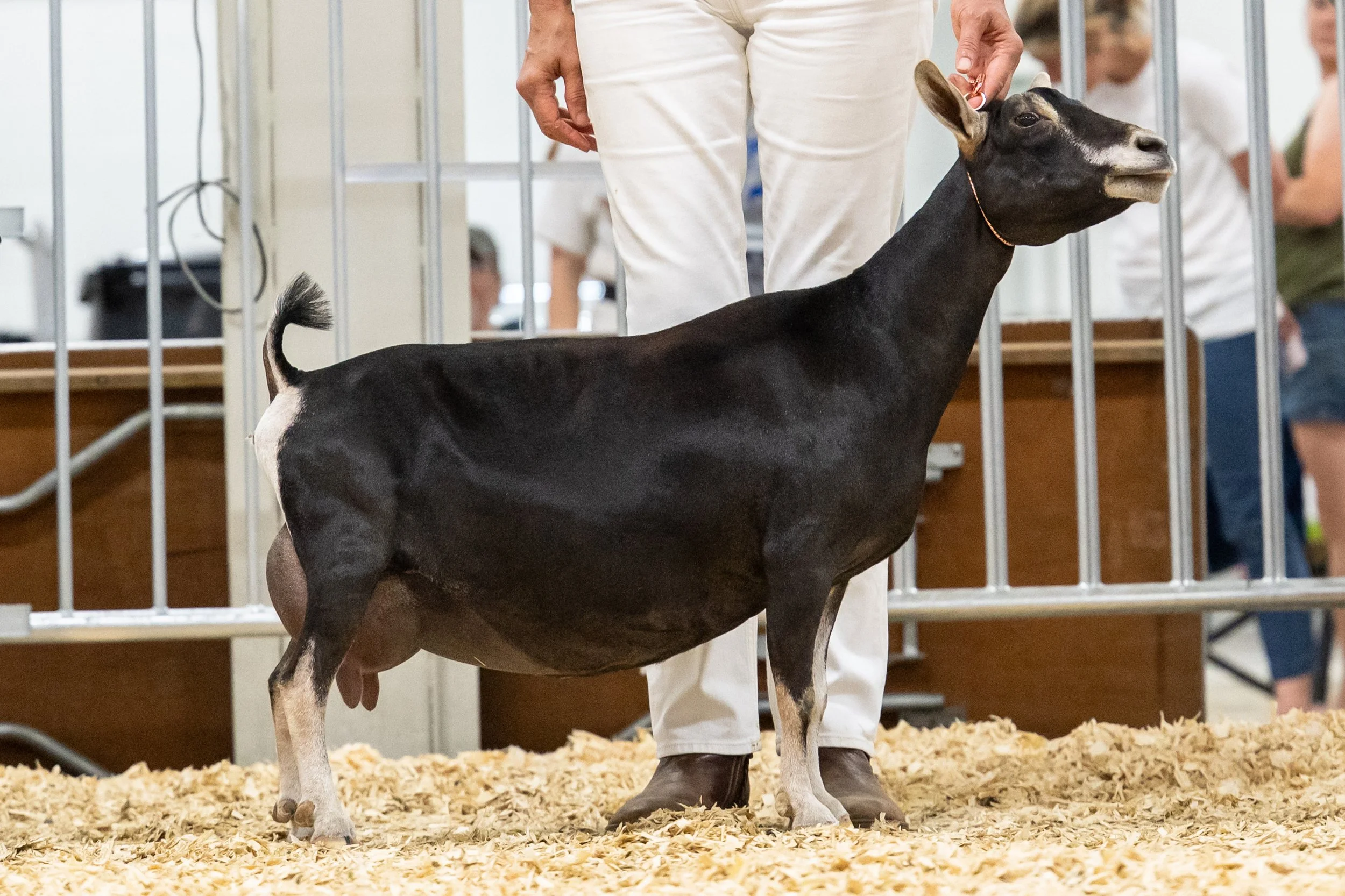 ADGA26_7+yr-milking-ndwarf_CW_-5313.jpg