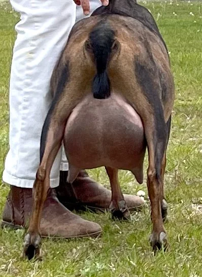 2026WE-udder.jpg