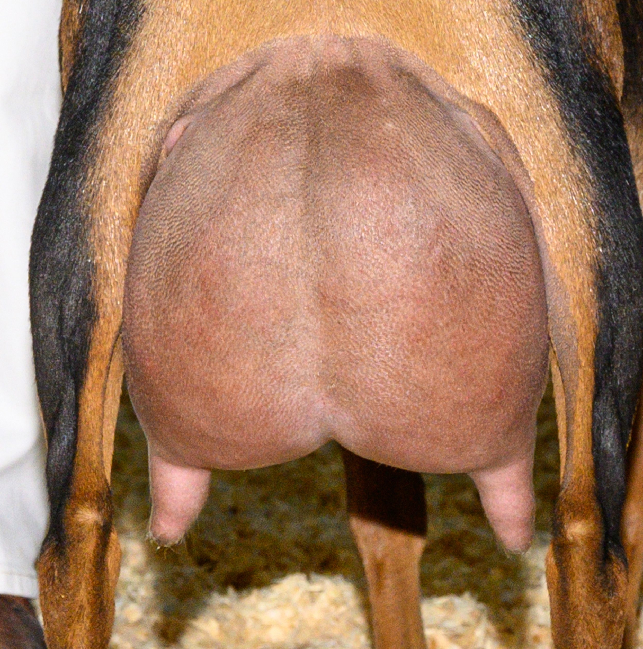 udder 26 close.jpg
