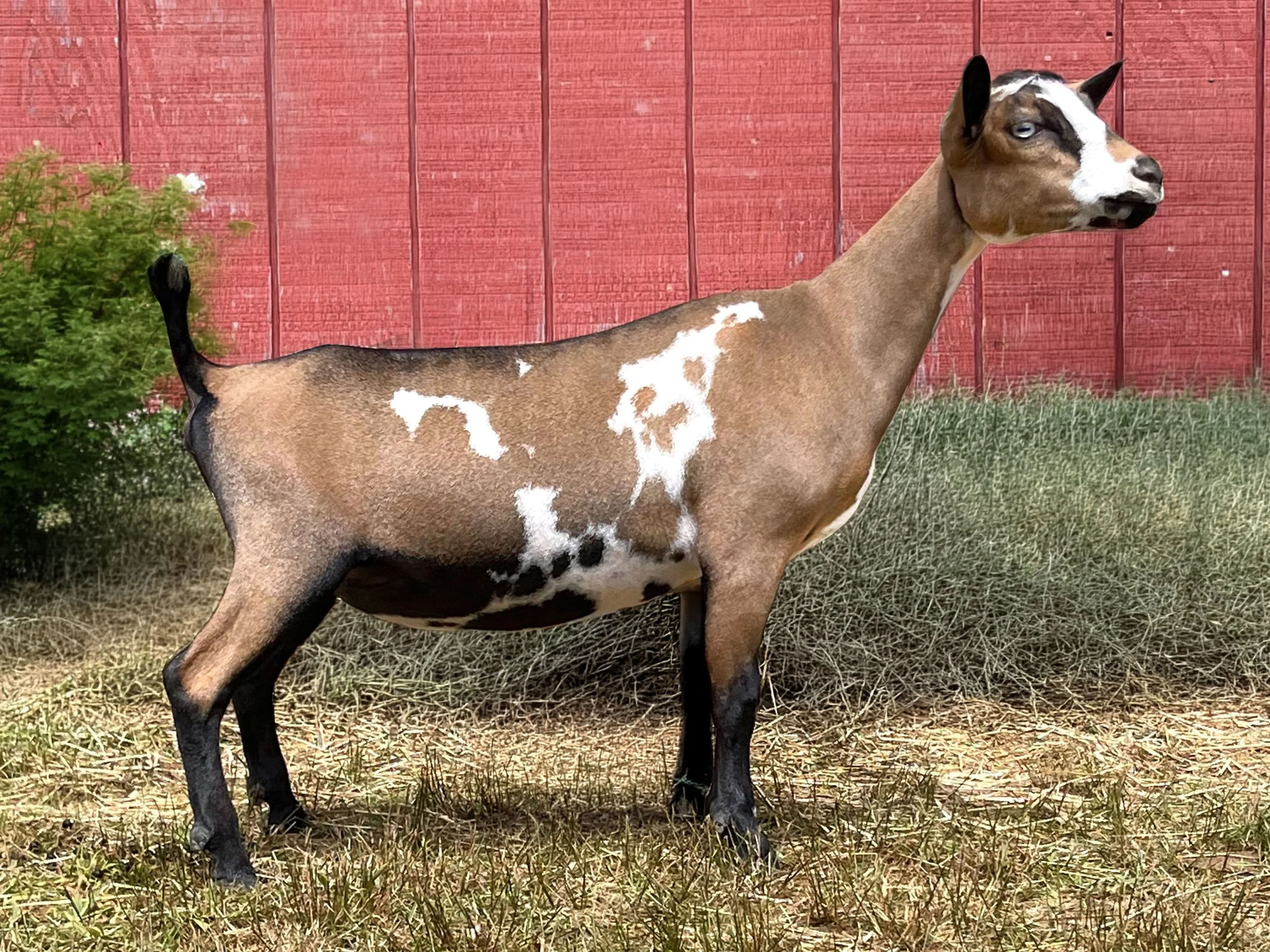 LarkBarnstable.jpg
