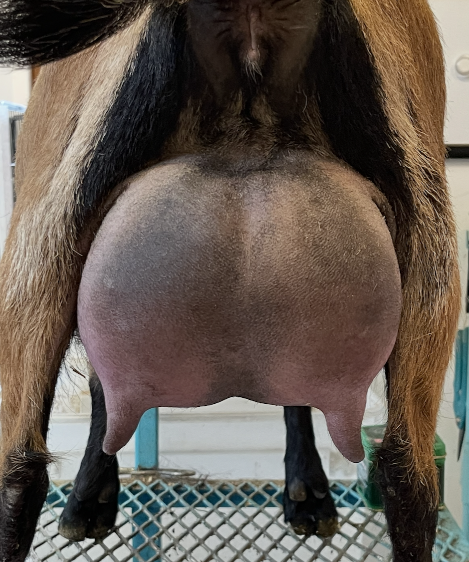 FF udder, first 12 hour fill @ 1 month fresh