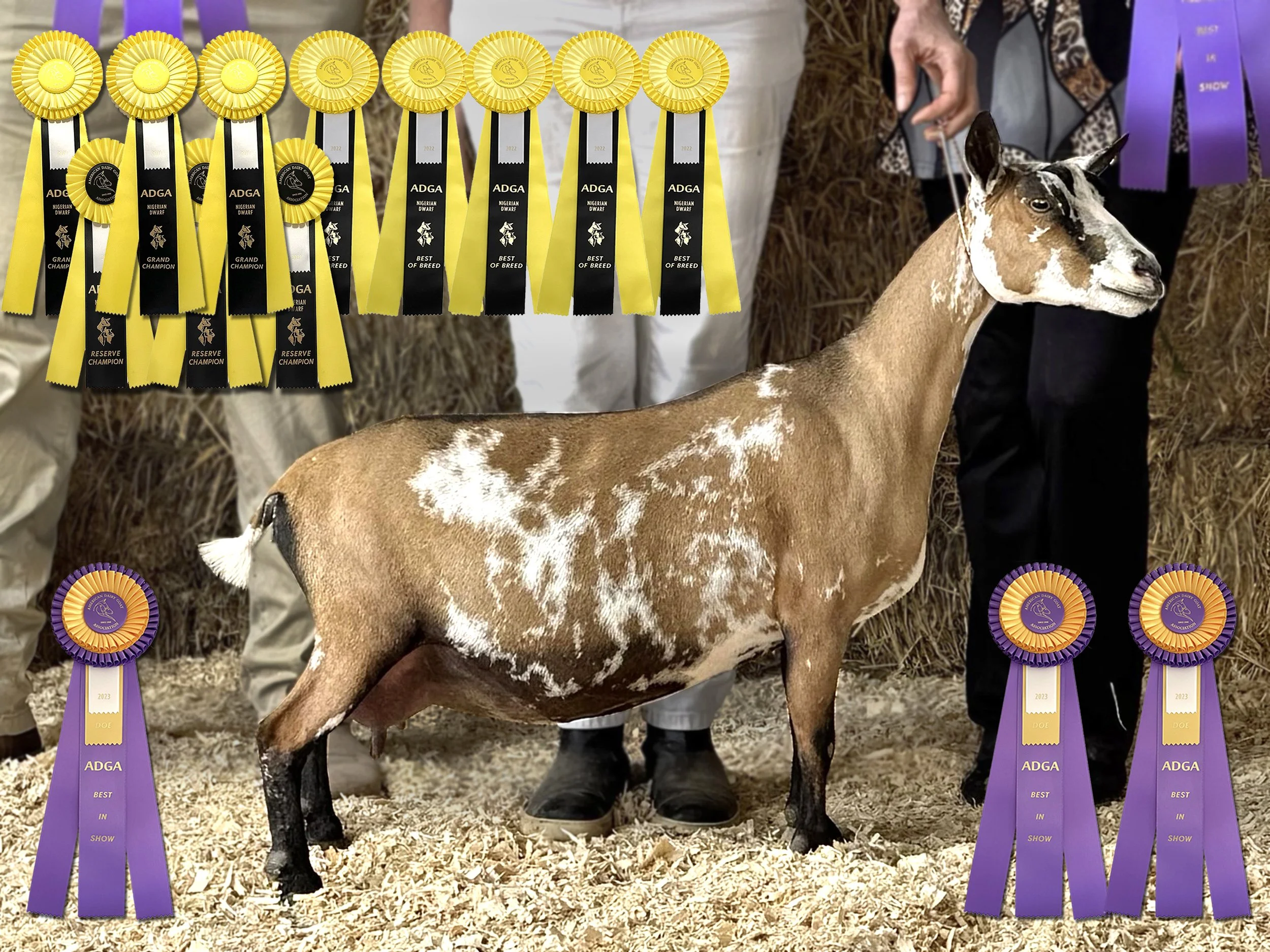 Dam: GCH American Jewell Linekin Bay 1*M