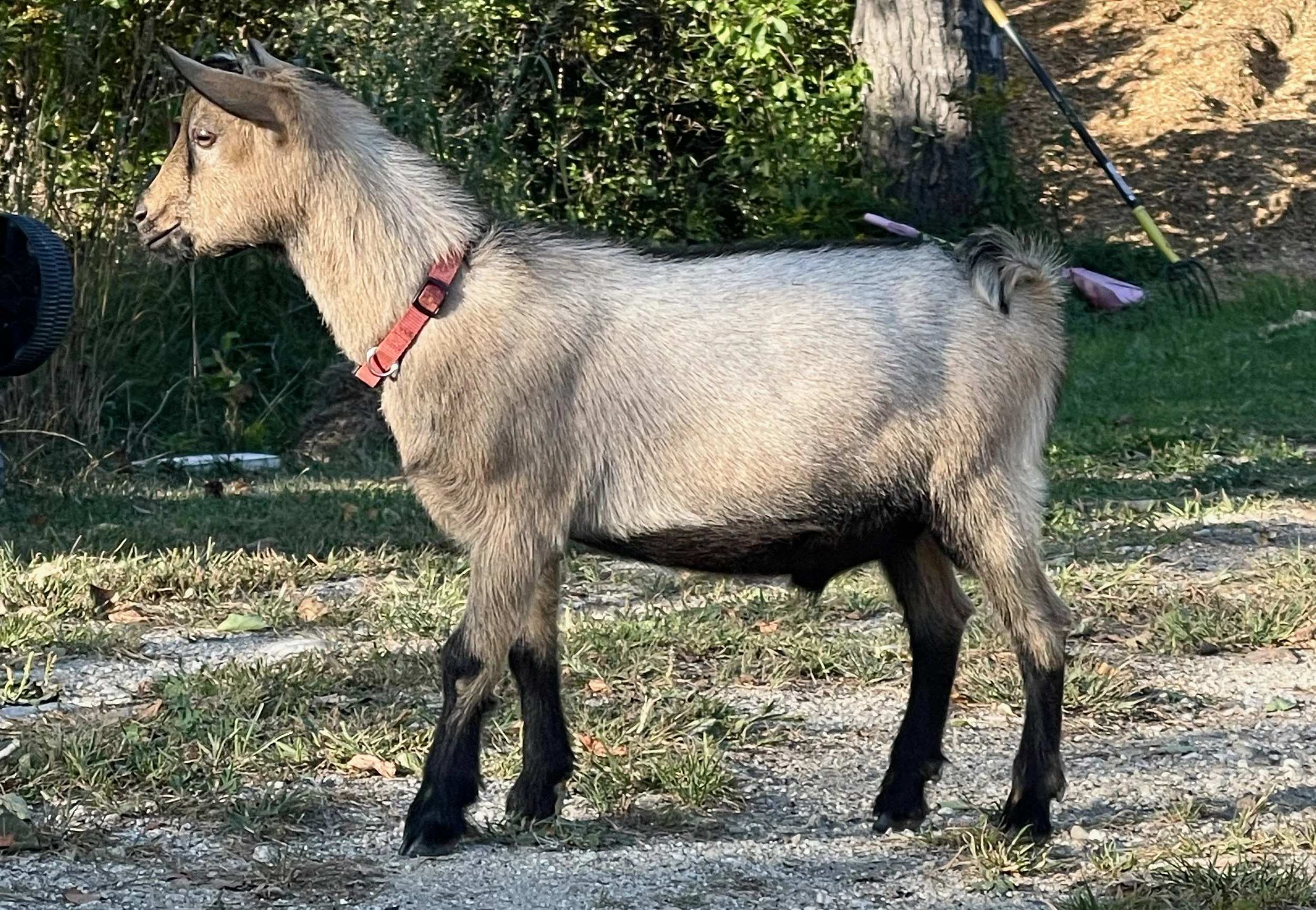 Maq at five months old