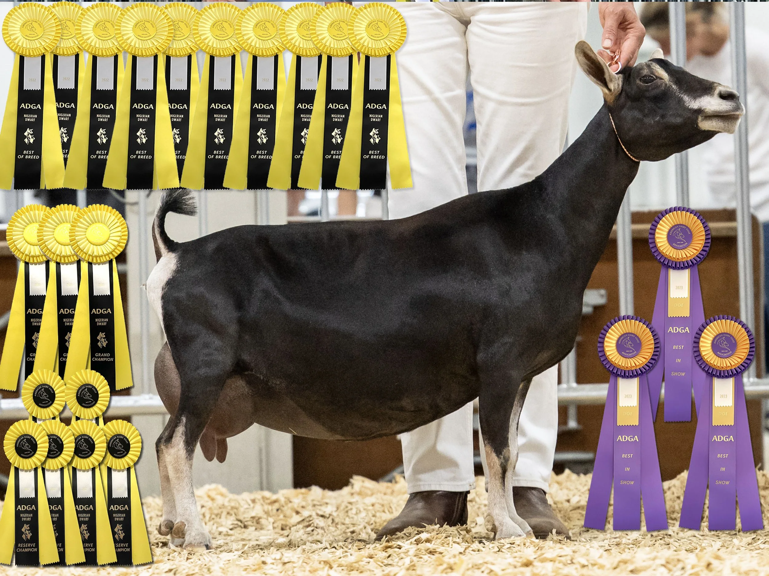 Dam: GCH FeatherNScale Snow Queen 7*M