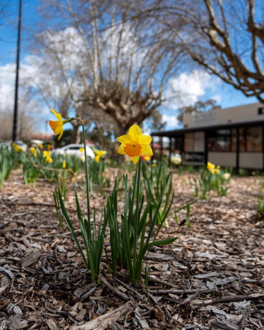 The bees are out, the daffodils are blooming, and the sun is shining. Make sure to take a wander around our CBD and see it all for yourself! ☀️🌸

Did you know that the many Daffodils you see around the streets of Mount Barker have been planted by Bu